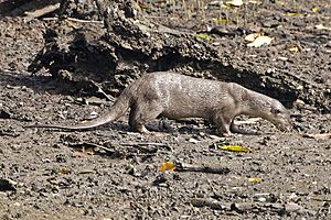 Archivo:Smooth-coated Otter (Lutrogale perspicillata)