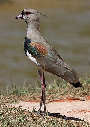 Archivo:Southern Lapwing (Vanellus chilensis) (9610083658)