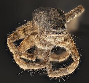 Archivo:Spider Details