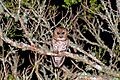 Strix hylophila -Reserva Guainumbi, Sao Luis do Paraitinga, Sao Paulo, Brasil-8
