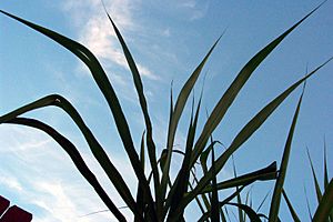 Archivo:Sugar cane leaves