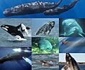 The Cetacea