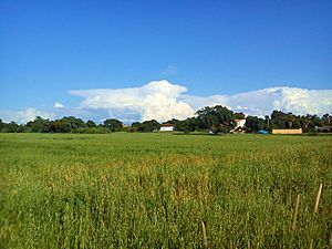 Archivo:Tipicos campos de cereal en El Arrecife