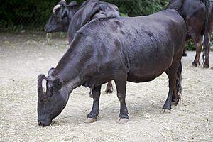 Archivo:Vaca (Bos primigenius taurus), Tierpark Hellabrunn, Múnich, Alemania, 2012-06-17, DD 03