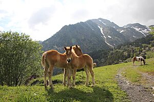 Archivo:Valls del Comapedrosa (la Massana) - 39