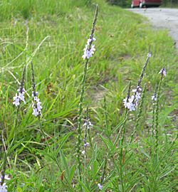 Verbena simplex.jpg