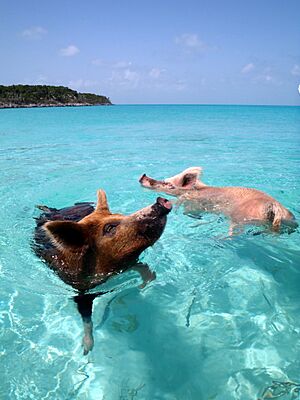 Archivo:Vorobek Bahamas - swimming pigs