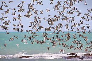 Archivo:Waders in flight Roebuck Bay