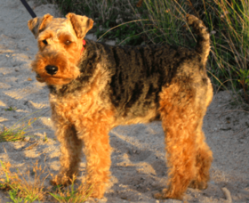 Archivo:Welch Terrier on sand - 2007