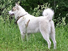 West Siberian Laika