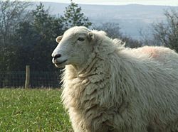 Archivo:White Welsh Mountain sheep