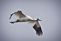 Whooping Crane in flight in Texas