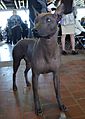 Xoloitzcuintli - GCH Bayshore Georgio Armani 09 (16397731930)