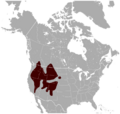 Yellow-bellied Marmot Marmota flaviventris distribution map