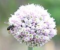 Abeja polinizando flor