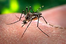 Archivo:Aedes aegypti CDC-Gathany