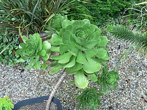 Archivo:Aeonium ciliatum 4