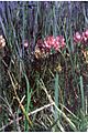 Astragalusagrestis1