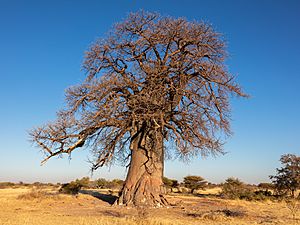 Baobab (Adansonia digitata), parque nacional Makgadikgadi Pans, Botsuana, 2018-07-30, DD 02.jpg