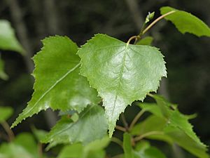 Archivo:Betula populifolia leaves