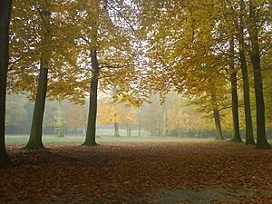 Archivo:Bois de la Cambre aux aurores