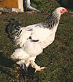 Brahma (rasa kur) kogut - 980