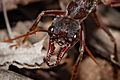 Bullant head detail