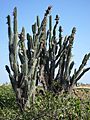 Cactus en zapotal