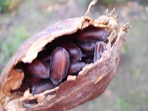 Archivo:Calycanthus floridus 0.11 R