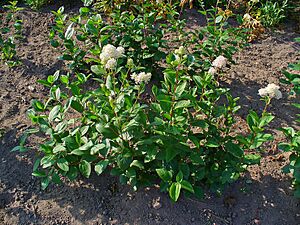 Archivo:Ceanothus americanus 001
