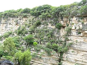 Archivo:Cephalocereus apicicephalium3