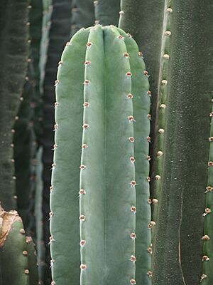 Archivo:Cereus repandus Pałczak peruwiański 2023-10-31 04