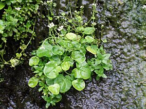 Archivo:Cochlearia officinalis - Faroe Islands - 2007-07-02b