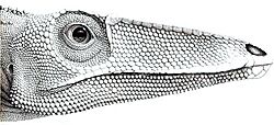Coelophysis rhodesiensis.JPG