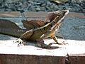 Common basilisk in Costa Rica