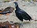 Coragyps atratus (eating coconut)