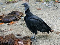 Coragyps atratus (eating coconut)