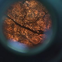 Archivo:Corteza de árbol vista con una lupa binocular estereoscópica