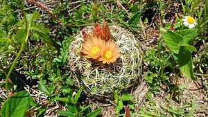 Archivo:Coryphantha compacta 1