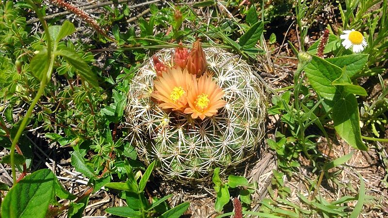 Coryphantha compacta 1