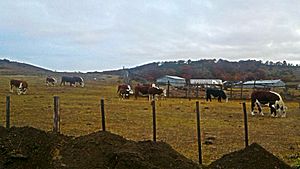 Archivo:Cows near Punta Arenas