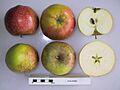 Cross section of King Byerd, National Fruit Collection (acc. 1954-051)