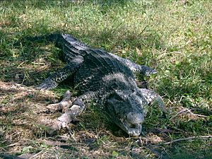 Archivo:Cuban-crocodile
