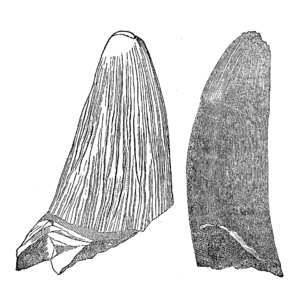 Archivo:Deinosuchus rugosus tooth by Emmons
