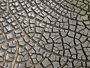 Archivo:Desiccation-cracks hg