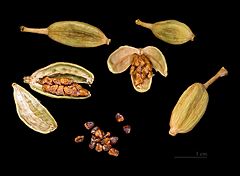 Archivo:Elettaria cardamomum Capsules and seeds