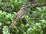Archivo:Empidonomus varius (cropped)