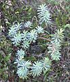 Euphorbia glauca