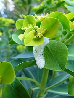 Euphorbia margalidiana (3382308057).jpg