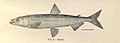 FMIB 33550 Smelt